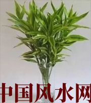 十堰十二生肖养什么植物最旺财运？你知道吗！